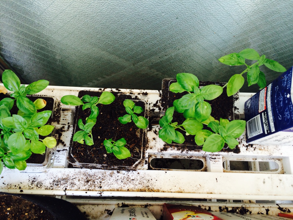7月29日 バジル植え替えました 2 マッチ博物館 7月29日 バジル植え替えました 2 マッチ博物館