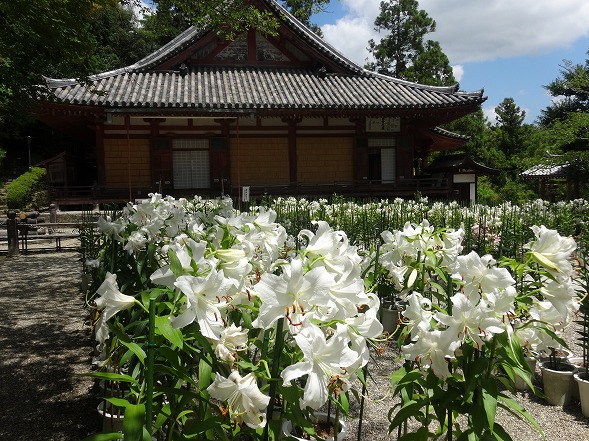 松尾寺のカサブランカ_b0299042_16513584.jpg