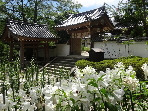 松尾寺のカサブランカ_b0299042_16515247.jpg