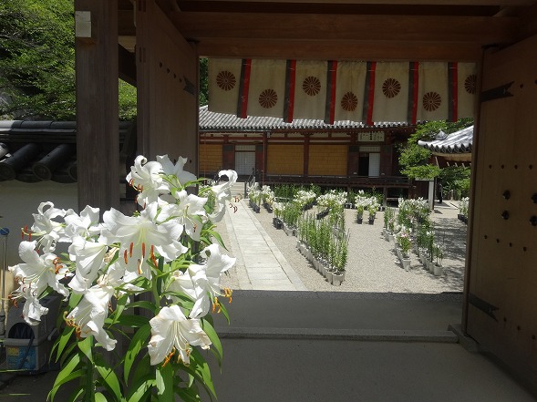 松尾寺のカサブランカ_b0299042_16522478.jpg