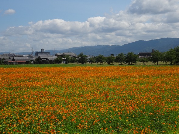 藤原京跡のキバナコスモス_b0299042_20522199.jpg