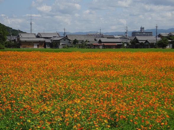 藤原京跡のキバナコスモス_b0299042_20523638.jpg