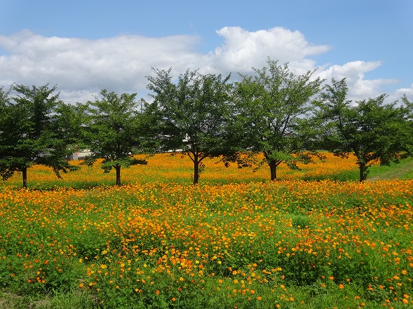 藤原京跡のキバナコスモス_b0299042_2053215.jpg