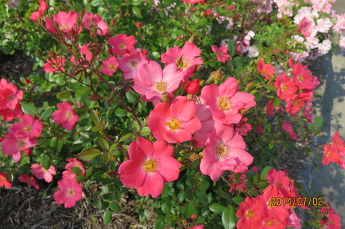 いわみざわ公園のバラ園へ_f0231042_10202916.jpg