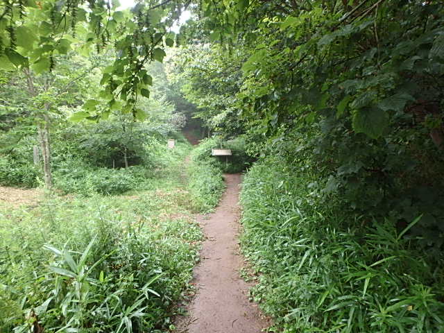 雨の六甲山Ⅱ_f0334143_21252498.jpg