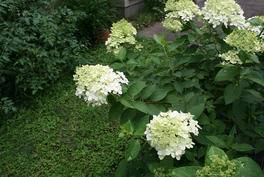 e0082045_21352816.jpg