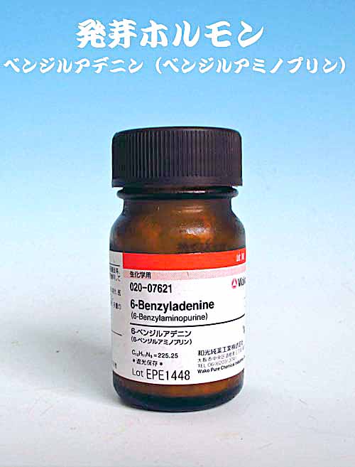 ホルモン剤による強制発芽 no 1419 東洋蘭風来記奥部屋 ホルモン剤による強制発芽 no 1419 東洋蘭風来記奥部屋