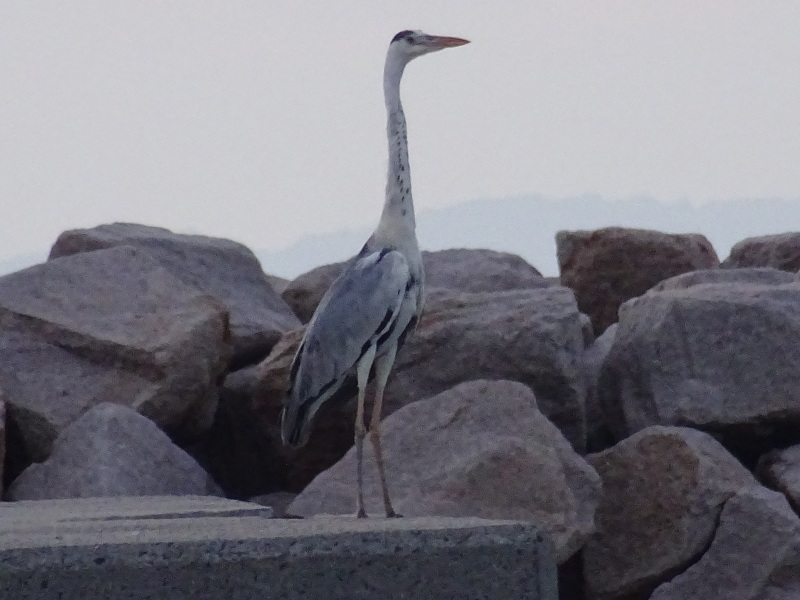 c0108460_00193446.jpg