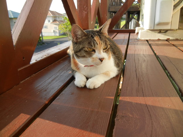 ’14,7,29(火)愛ちゃんの元気度と秋の旅!_f0060461_10552523.jpg