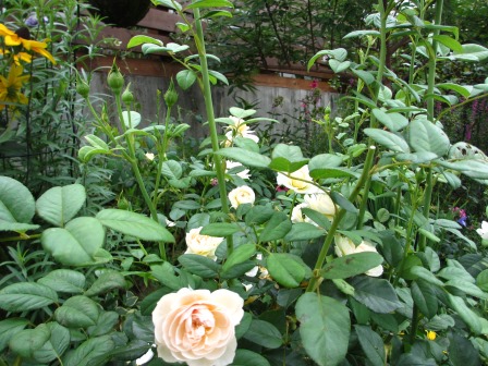 a0243064_19162186.jpg