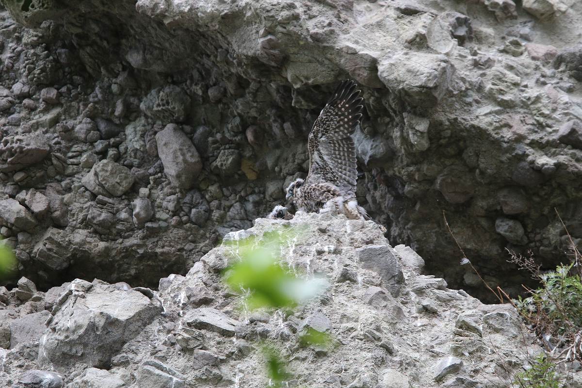 ハヤブサ幼鳥_f0347565_22343090.jpg