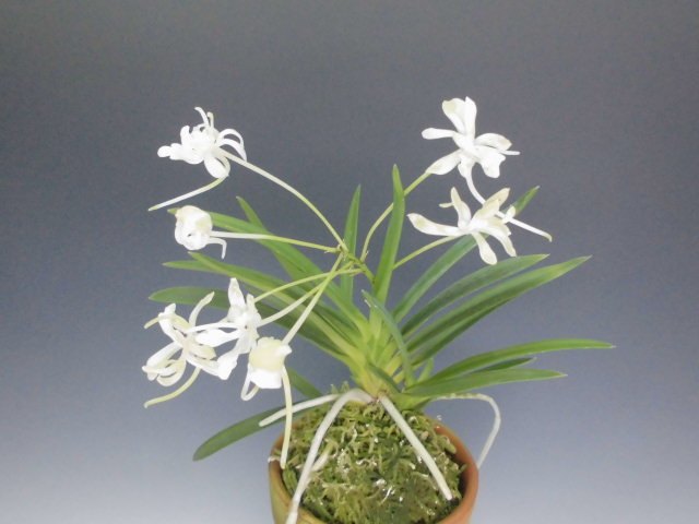 富貴蘭 花祭 : DREAM GRASSES