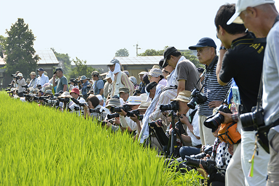 阿蘇御田祭_f0143469_16111884.jpg