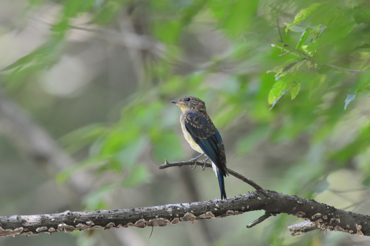 オオルリ幼鳥_f0053272_1347225.jpg
