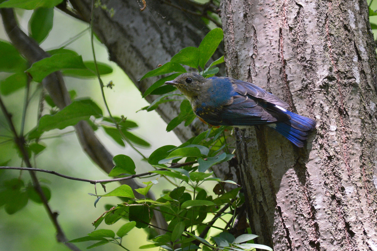 オオルリ幼鳥_f0053272_13472680.jpg