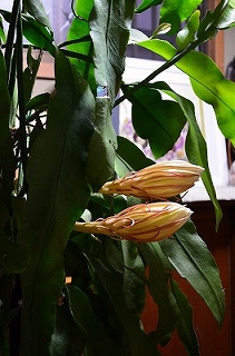 c0229483_21371713.jpg