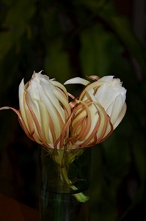 c0229483_21383879.jpg