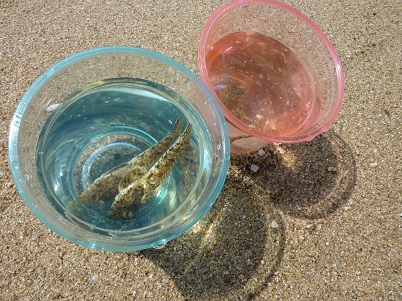 たこ焼きキャンプ2014 3日目 海水浴、イルカなどなど_d0238083_16383826.jpg