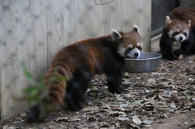 レッサーパンダ　カフェ　ラテ　リリィ　2014.4.13⑤_e0229690_2131172.jpg