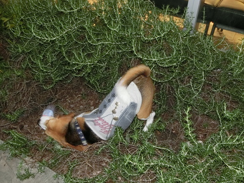 a0319693_8522457.jpg