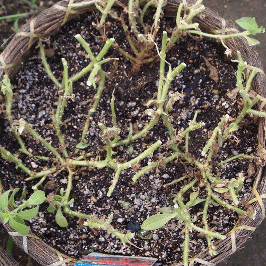 寄せ植え、夏の切り戻し①_a0292194_173226100.jpg