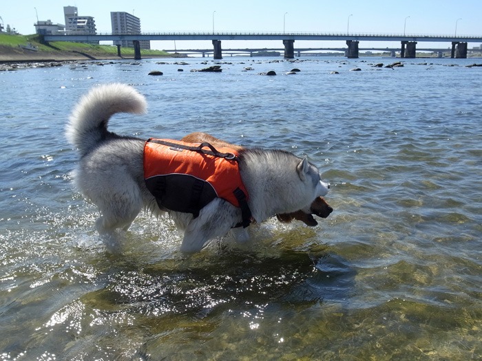 サクラちゃんと大淀川(^o^)_c0049299_21195711.jpg