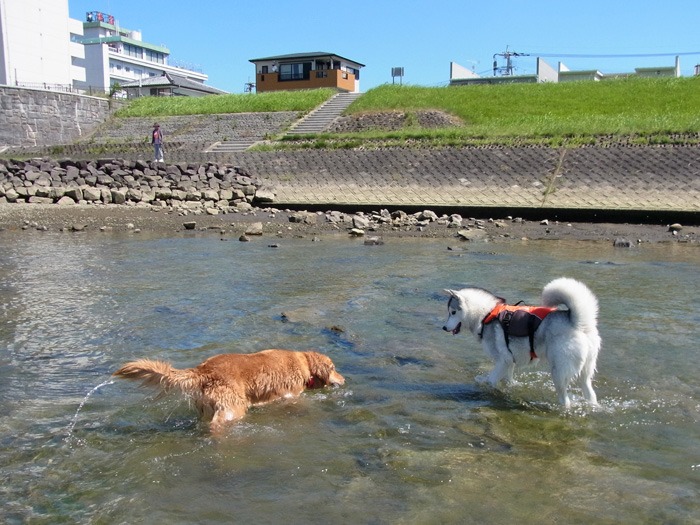 サクラちゃんと大淀川(^o^)_c0049299_21204451.jpg