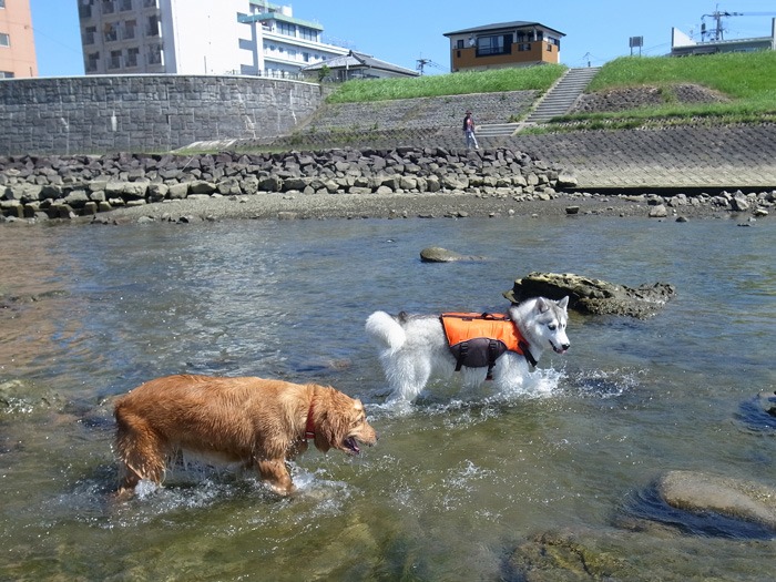 サクラちゃんと大淀川(^o^)_c0049299_2121369.jpg