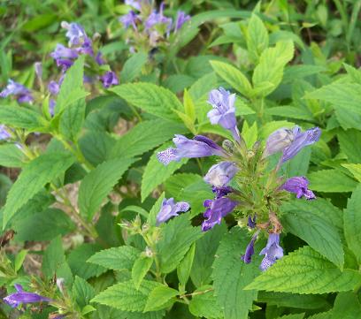 北海道花?　珍道中旅行を振り返って♪_a0123003_21404167.jpg