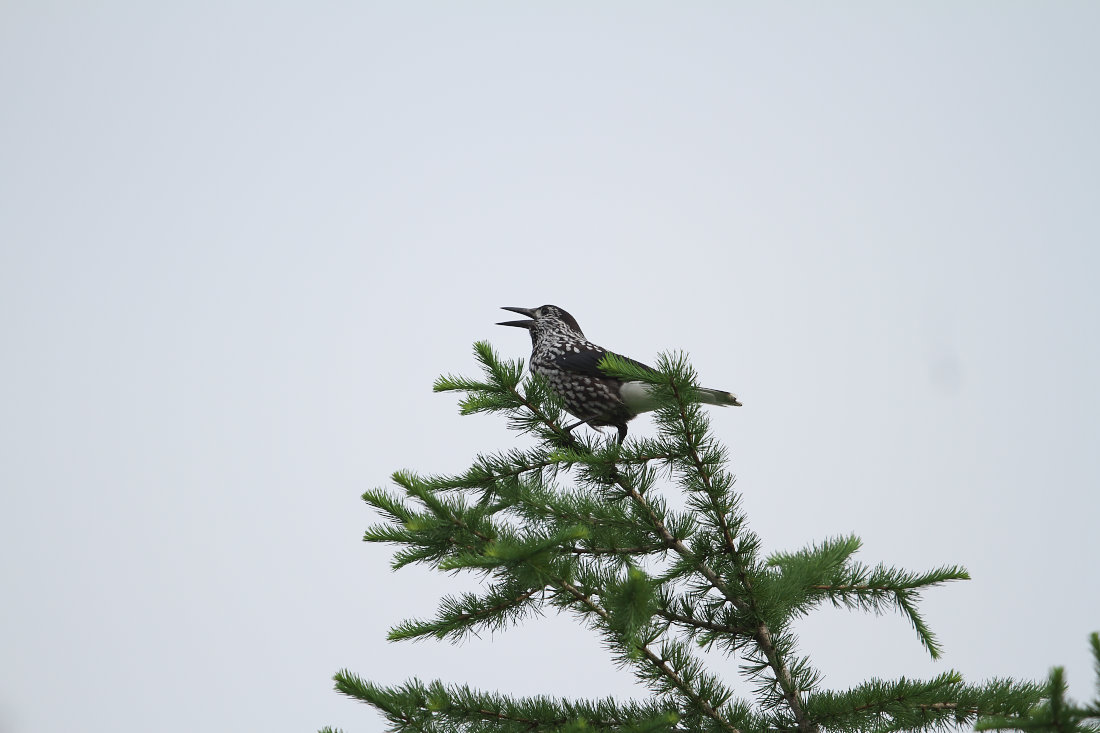 たまには鳥でも........._d0078406_19443192.jpg