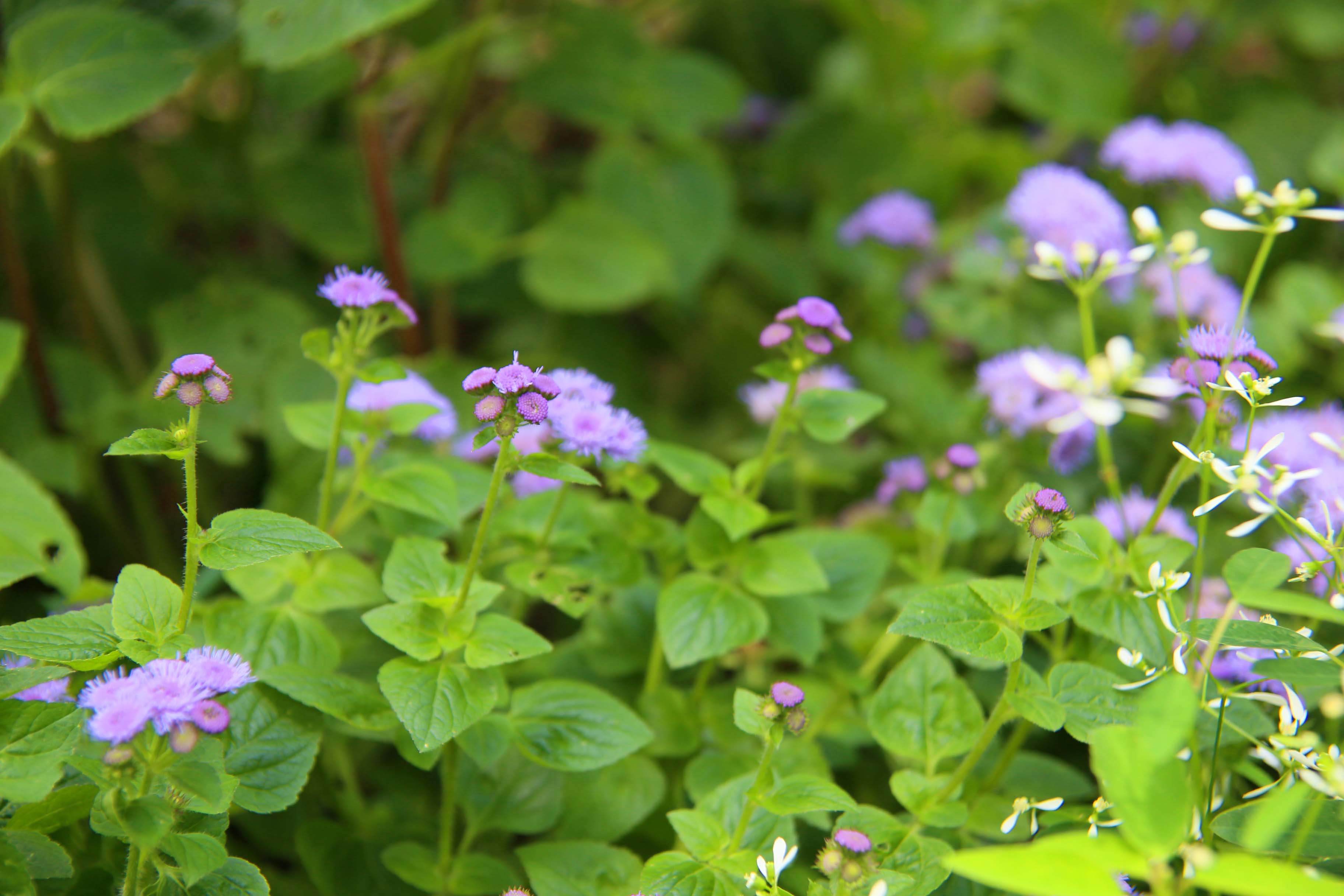 ガーデンの花たち！_c0083210_820123.jpg