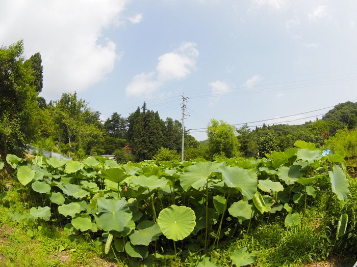 蓮の花いろいろ_c0116915_031483.jpg