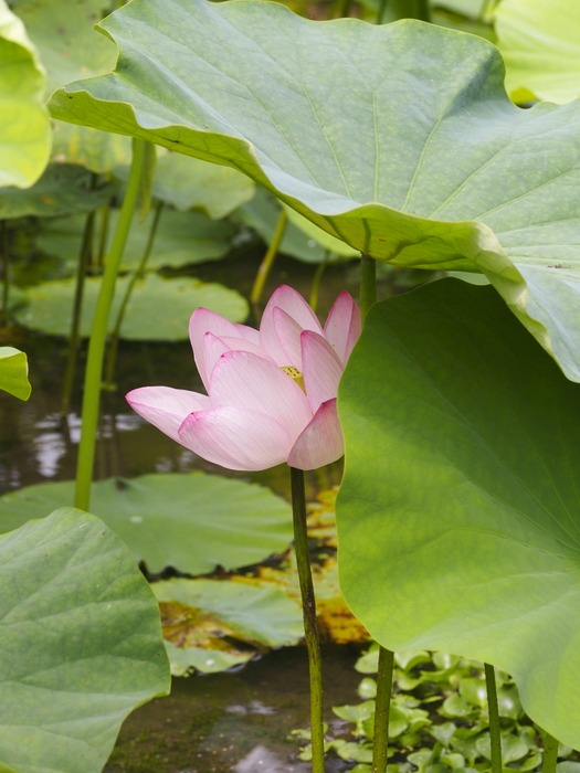 蓮の花いろいろ_c0116915_03526.jpg