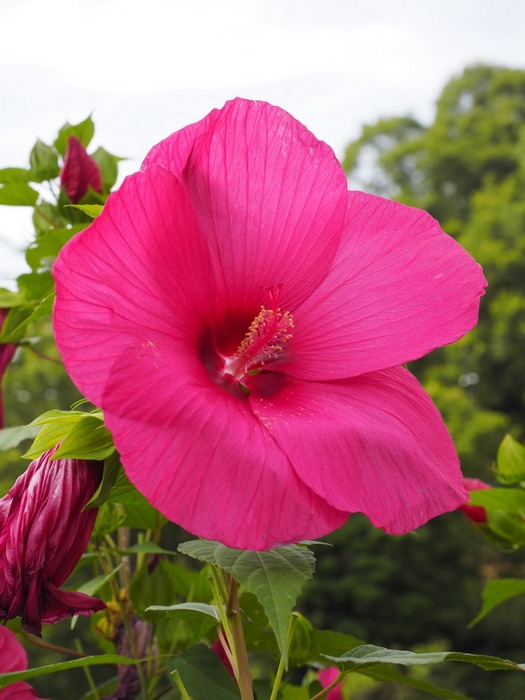 植物公園の花々_c0116915_23261717.jpg