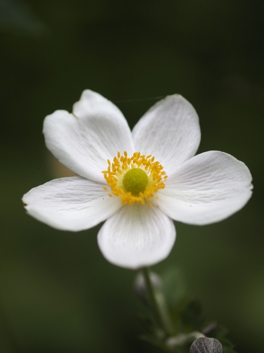 植物公園の花々_c0116915_23275712.jpg