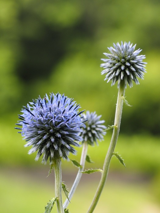 植物公園の花々_c0116915_23343738.jpg