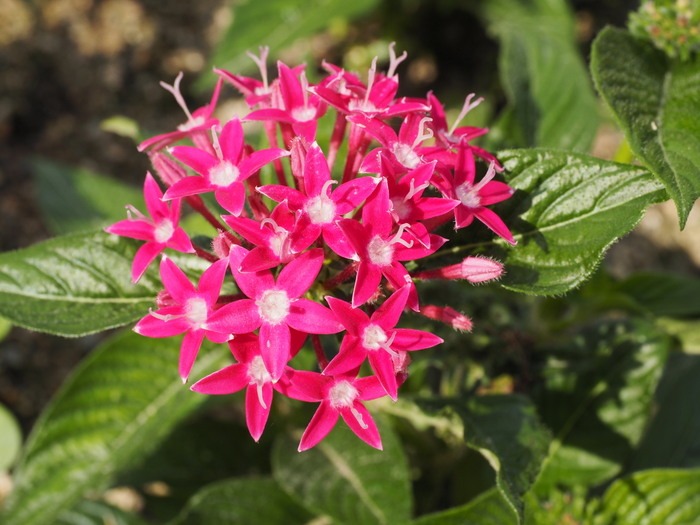 植物公園の花々_c0116915_23412888.jpg