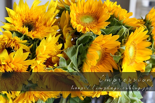 黒実ほおずき Impression Days