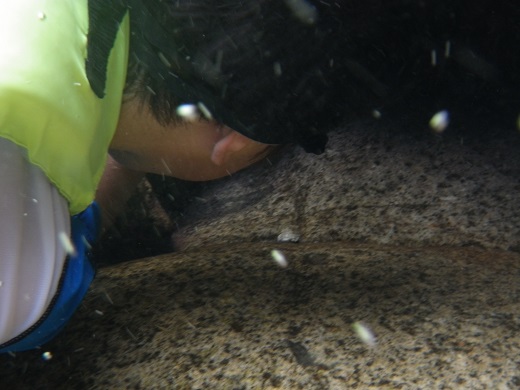 e0151623_4324422.jpg