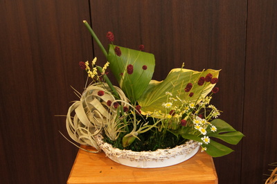 チランジア ウスネオイデス 癒しの花と土のぬくもり 花の店 佐用 の日記