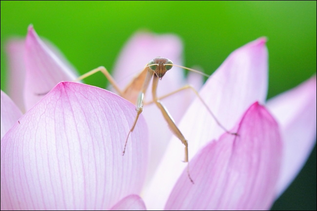 カマキリなハス花_a0165631_1805068.jpg