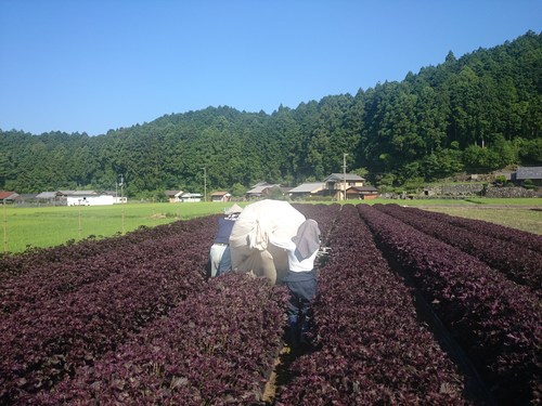 【飛鳥熊レス村】赤紫蘇出荷作業の1日バイトの募集_c0010936_18112244.jpg