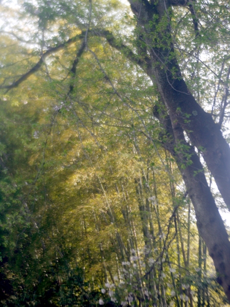 e0296043_54186.jpg