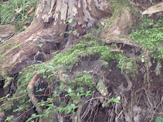 雨の六甲山Ⅲ_f0334143_2259666.jpg