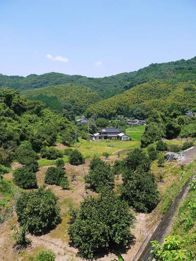 種なしかぼす 8月19日の初回出荷に向けて、順調に成長してる様子を取材してきました_a0254656_17504744.jpg