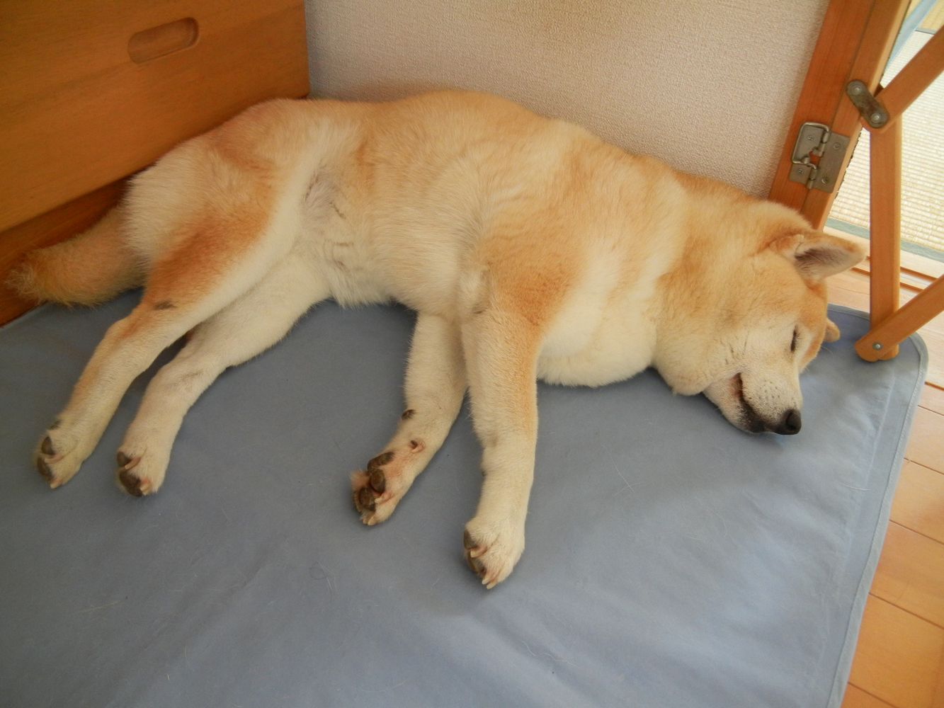 ’14,7,30(水)愛ちゃん絶不調!_f0060461_106516.jpg