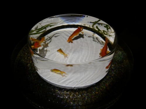 俺のイタリアン～『ECO EDO 日本橋 アートアクアリウム 2014～江戸・金魚の涼～＆ナイトアクアリウム』♪_b0125570_1117334.jpg