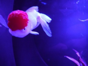 俺のイタリアン～『ECO EDO 日本橋 アートアクアリウム 2014～江戸・金魚の涼～＆ナイトアクアリウム』♪_b0125570_11192679.jpg