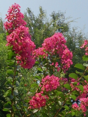 e0212073_20364736.jpg