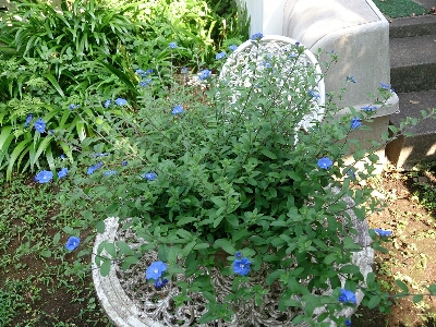 e0212073_20394355.jpg